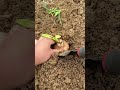RT 390956 mini rotary tillage and ridging all-in one tree 🌲 short view#yourubeshortvid