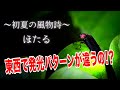 東西で発光パターンが違うの？　蛍の光に込められた意味