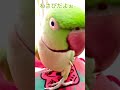「わさびっちょは〜…」何が出るかな? #おしゃべりインコ #わさびっちょ #ワカケホンセイインコ #shorts