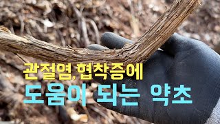ep153. 관절염, 류머티스, 협착증 개선에 도움이 되는 약초를 찾아서...#관절염 #협착증 #사위질빵