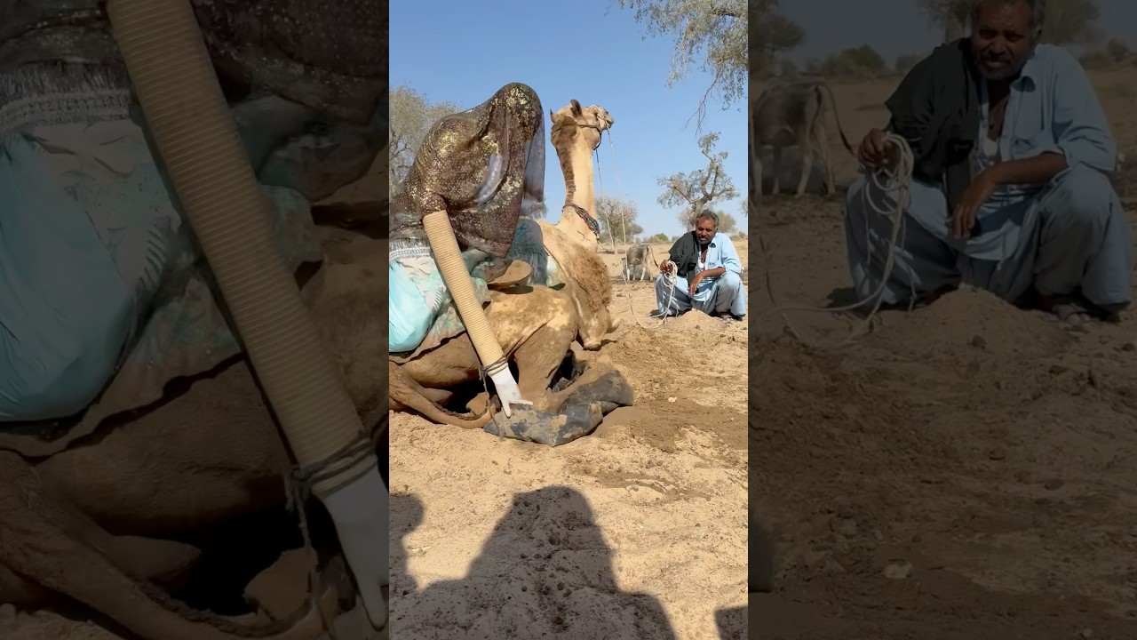 امرأة صحراوية تسقي الجمل وتمنحه البرودة في حرّ الصحراء