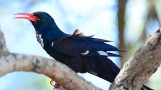 Birds of Namibia – 15 Rare Species You Won’t Believe Exist