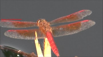 Dragonfly - Crimson Marsh Glider (Female) - Trithemis Aurora