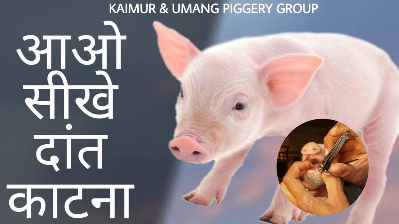 Piglets Teeth cutting Pig farming knowledge YouTube