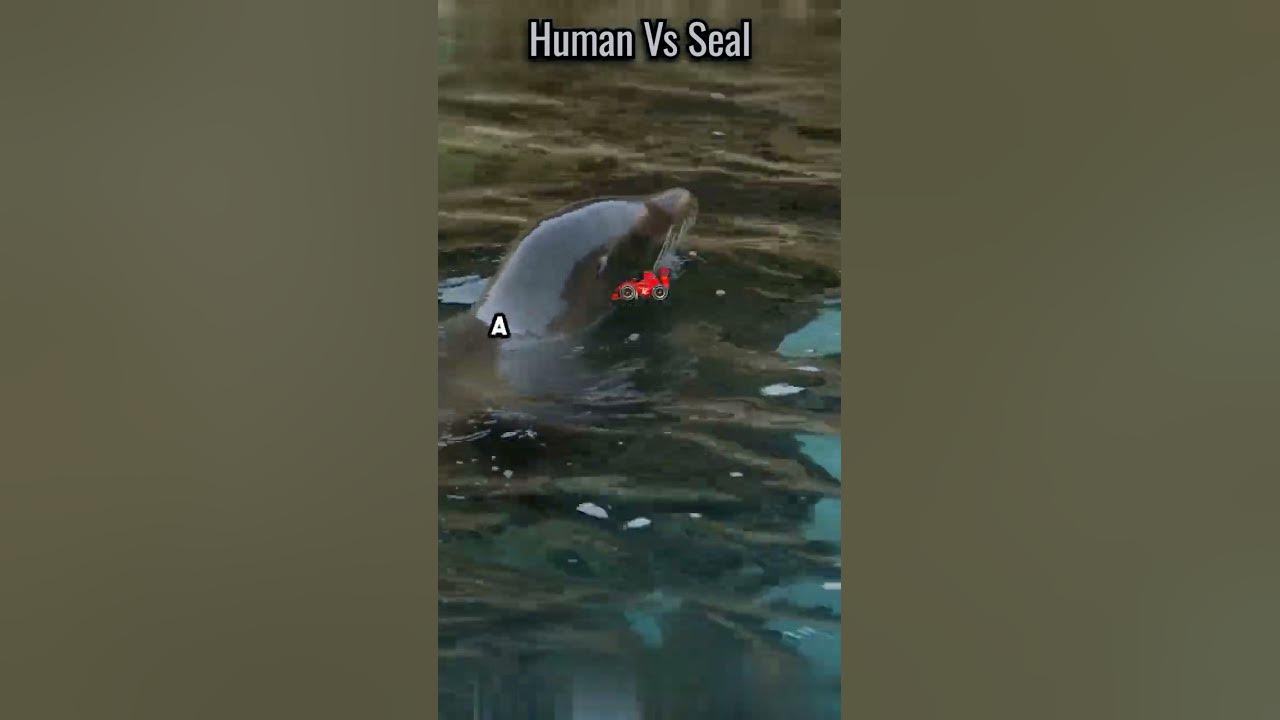 Can A Human Beat A Seal shorts science facts YouTube can-a-human-beat-a-seal-shorts-science-facts-youtube