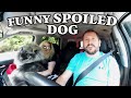 Our Keeshond is clearly in Charge!  RV Life with a dog の動画、YouTube動画。