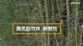 荒廢多年的竹林要採伐，缺好竹也缺工 [ 竹產業重振系列-拋荒的竹林剉無竹 ] 2023.05.14 台灣記事簿 第191集