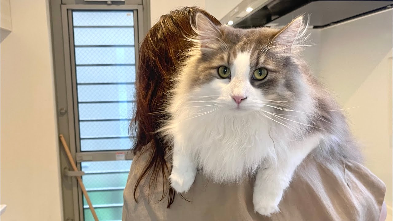 Keeping a Norwegian Forest Cat is a big deal!