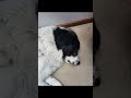 🐕 #edit