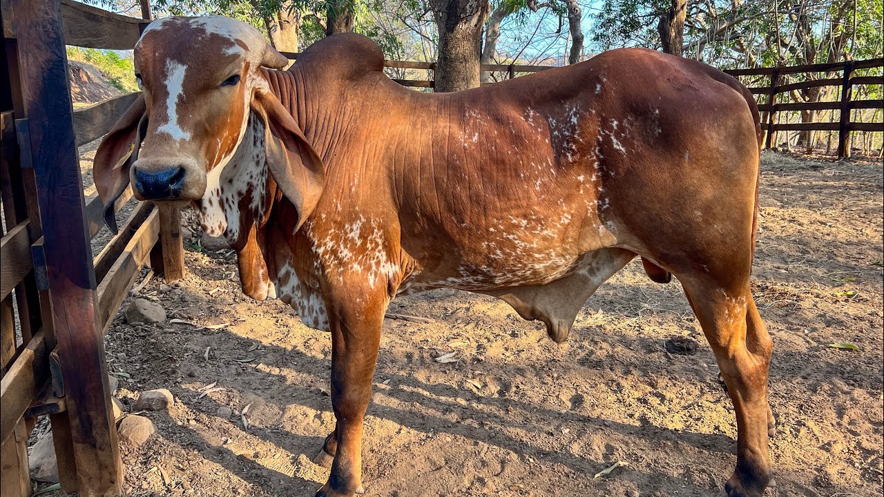 🐄😱Conocimos esta nueva ganadería donde tienen bonitos toretes Gyr disponibles 😱🐄