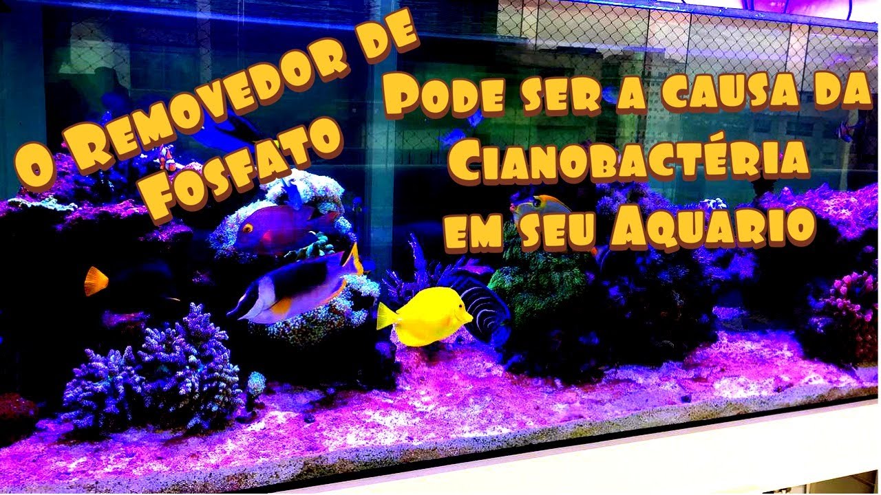 Removedor de Fosfato Pode Ser a Causa da Cianobactéria No Seu Aquário