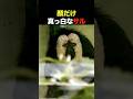 顔だけ真っ白なサル