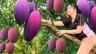 How to Harvest Red Mangoes in the Backyard with My Recipe / Cooking with Ly Tieu nga