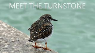Turnstones at Sidmouth | Fascinating Facts About This Coastal Bird