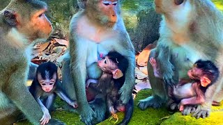 Cute baby monkey #cutebabymonkey #Funnymonkey #monkeyvideo #monkeyreels #monkeytiktok #newbornmonkey