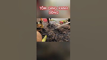 Crayfish | Tôm Càng Xanh Tươi Sống #shorts #crayfish #tomcangxanh