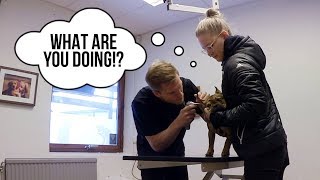 Vlog - Return Of The Vet 😰
In todays video we go back to the Vet with Menace to see if the medecine gave any results. Katrin and I also do some shopping to fill our newly defrosted freezer!
Follow me on Twitch: http://twitch.tv/shaawcore
Social Media:
http://twitch.tv/shaawcore
http://instagram.com/sonnymikaelsvensson
http://sonnyday.bigcartel.com/
Arreat Summit · My band:
Spotify: https://open.spotify.com/artist/5DalnffjaasIGgYUTD5EN5
Facebook: https://www.facebook.com/ArreatSummit/?fref=ts
Instagram: http://instagram.com/arreatsummit
Thanks for watching!
Dont forget to subscribe! Vlog - Return Of The Vet 😰