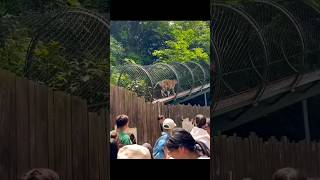 Tiger peed on visitors 😬 #viral #fail #youtubeshorts #shorts #viralvideo #tiger #zoo #funny #animals