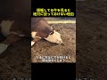 ぐっすり眠る牛、実は“回復じゃない”可能性があります