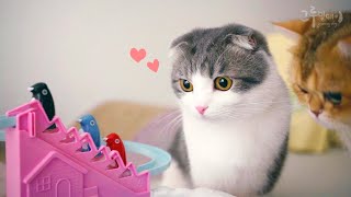 cute cat dropping a toy