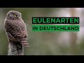 Die Eulen Deutschlands | Alle Arten | Aussehen, Lebensraum und Gesang