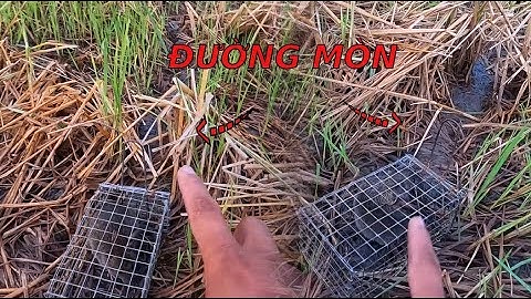 Cách nhận biết chổ có Chuột và bẫy nhạy chạy của mình #đồngcárô