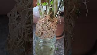 Cam Güzeli̇ni̇n Di̇ki̇m Zamani Gelmi̇ş Geçi̇yorşfet