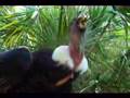 Meet the worlds biggest flying bird the andean condor