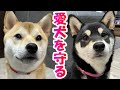 【柴犬姉妹】災害時・迷子等に備える！すず工房さんの迷子札付きチョーカー！【Shibainu】