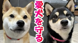 【柴犬姉妹】災害時・迷子等に備える！すず工房さんの迷子札付きチョーカー！【Shibainu】