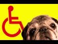 Paralyzed Pug Walks again with Wheelchair