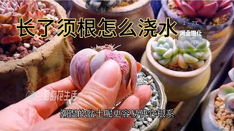 多肉长须根就是不服盆，浇水方法不对，改变一下浇水方法一周服盆 - 天天要闻