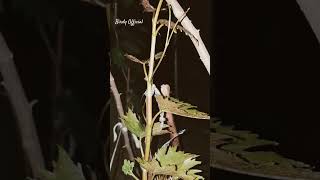 Witch finger grapes graft #plants #grafting #grapevine