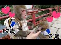 お猿さんは年の差すぎてもカップルになれちゃうんじゃ?