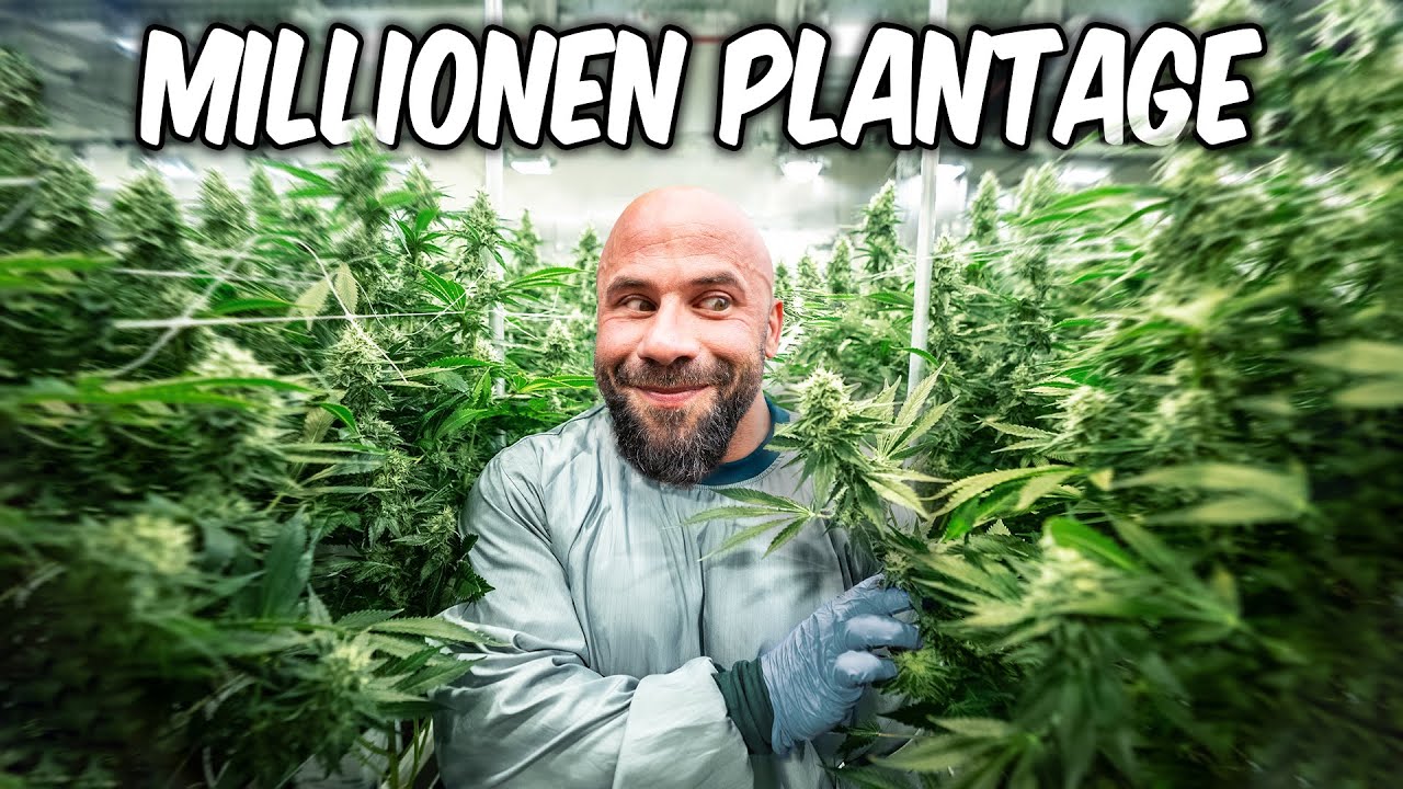 WIEVIEL GRAMM ich mit 3 CANNABIS PFLANZEN ERNTEN konnte ? | GreenBasics 7 | HomeGrow Basic