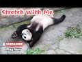 Learn Stretching From Panda | iPanda