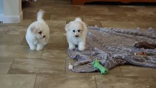 Bichon Puppies For Sale