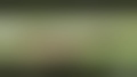 Duck goose and pigeon full slow motion hunting video 2017