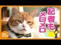 地域猫「みぃちゃん」懐かれて記者もメロメロ