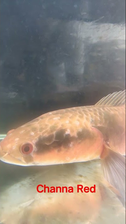 Channa Red  barito ikan gabus hias #shorts