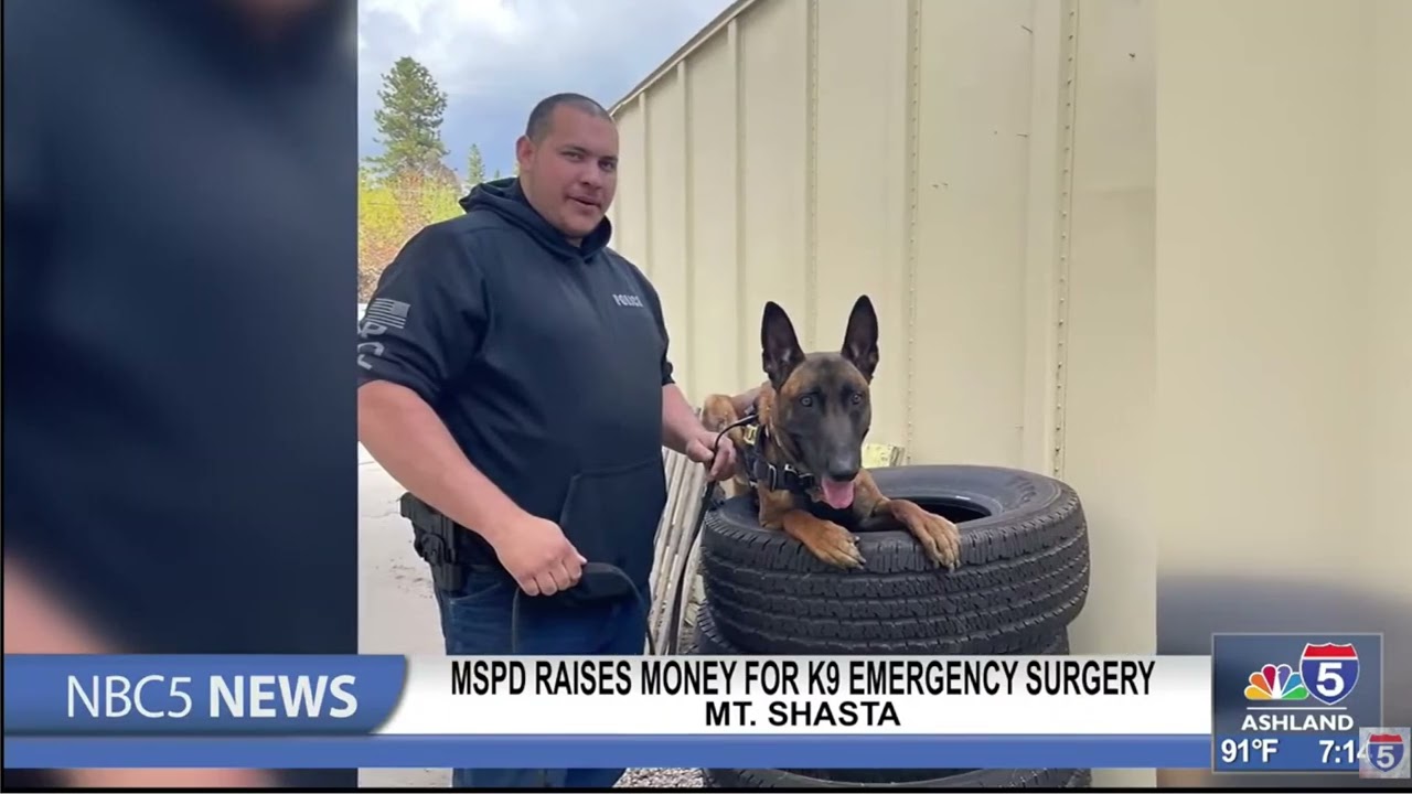 Mt Shasta Police Department raises money for K9 emergency surgery