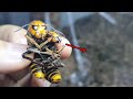 거대 장수말벌을 불개미병사 7000마리에게 먹이로 줘보았다. I gave Asian giant hornet  to the fire ant army.