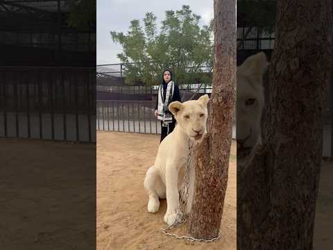 البنت والاسد ام سيف ونانو