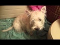 Wet West Highland White Terrier Shakes Off