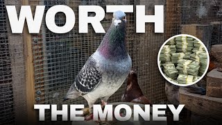Are Expensive Racing Pigeons Actually Worth It 