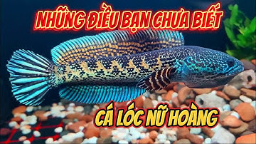 Những điều bạn chưa biết về cá lóc nữ hoàng ?