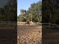Ref:Tg0rQVbegoQ Trot+flexion verticale
