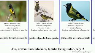 Ave, ordem Passeriformes, família Fringillidae, peça 2 serinus lucidus hemignathus bird crassa
