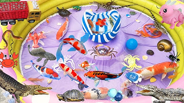 Đi Tìm Các Con Cá Nhiều Màu Sắc, Thấy Chú Rùa Tìm Mẹ Và Cá Sấu Trong Ống Nước