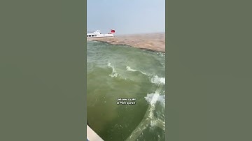القارئ: محمد كمال